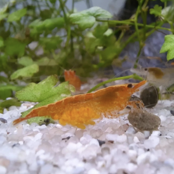 aquariophile PinatifidaColada