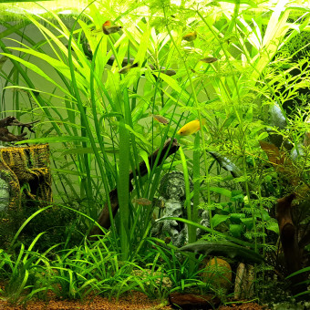 aquariophile Pauloo