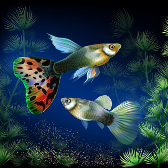 aquariophile MickyMike