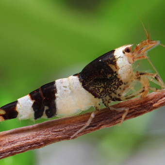 aquariophile Sacha91