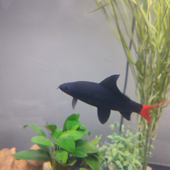 aquariophile AQUARILIUM2