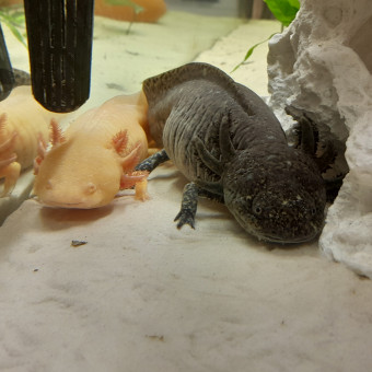 aquariophile Louna.C