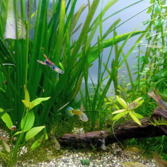 aquariophile Mcandfish