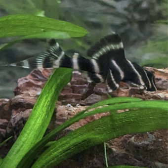 aquariophile Superfishman