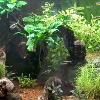 aquariophile Teddy79