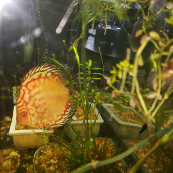 aquariophile Nebraska