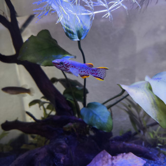 aquariophile Val90