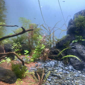 aquariophile Elioww