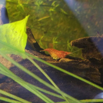 aquariophile Poppy35