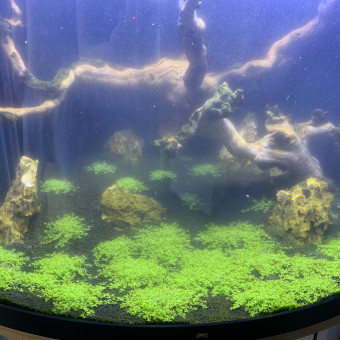 aquariophile Vincent74