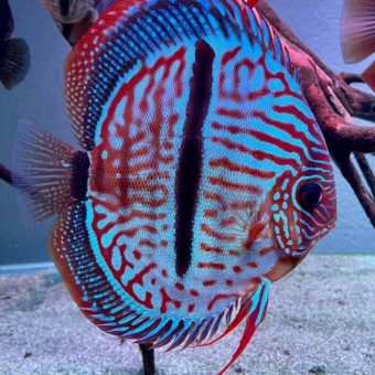 aquariophile Delphill