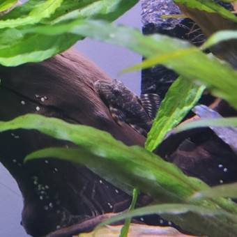 aquariophile Vlokord