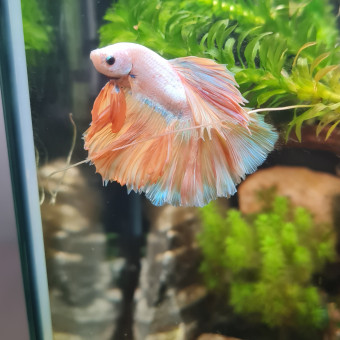 aquariophile Malou972