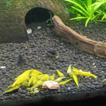 aquariophile Kevin59400