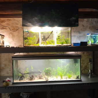 aquariophile Yaya32350