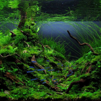 aquariophile Timouth43