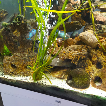 aquariophile Fernand22