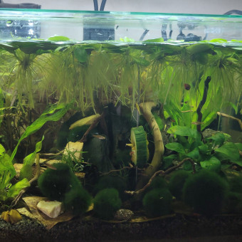 aquariophile Dargo69