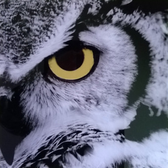 aquariophile Latuile