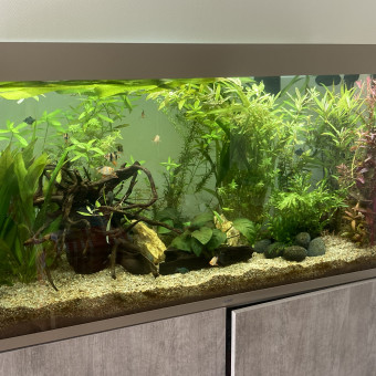 aquariophile Niko4485