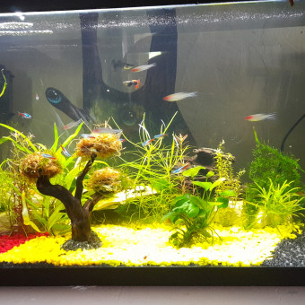 aquariophile Vice-versa