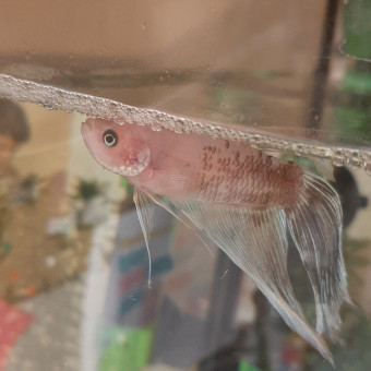 aquariophile TanguyBetta