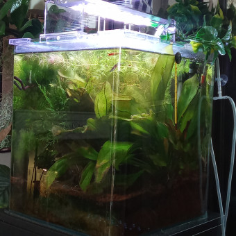aquariophile Tp2024