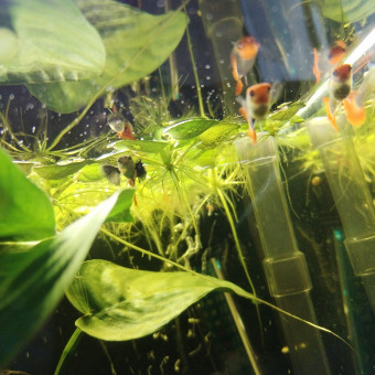 aquariophile Maximemh87