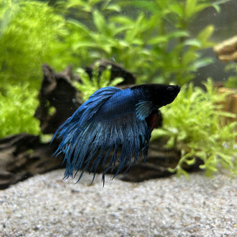 aquariophile Lennachl