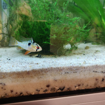 aquariophile Leo19