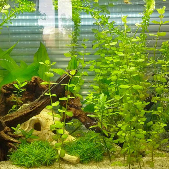 aquariophile Ergiah