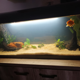 aquariophile Brit51