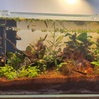 aquariophile Guppyland