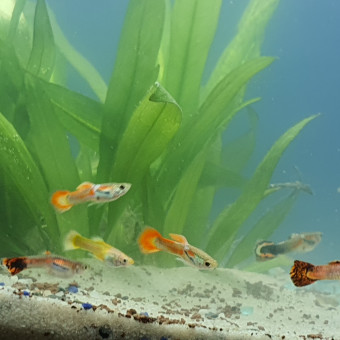 aquariophile Geroult