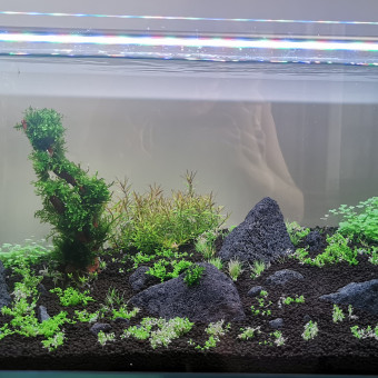 aquariophile manon-duval