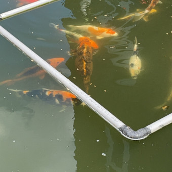 aquariophile mars59c