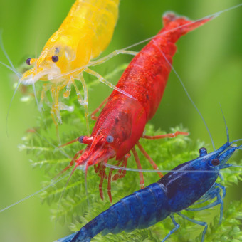 aquariophile DjAquario