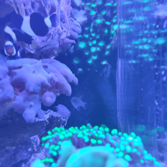 aquariophile baignard