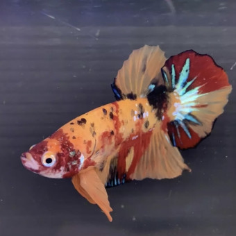 aquariophile Fireball