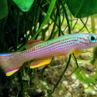 aquariophile Ritournelle