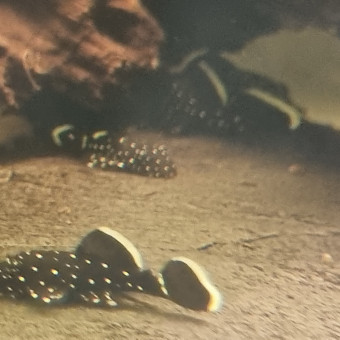 aquariophile Aqua769