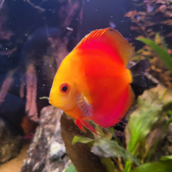 aquariophile Sokaris