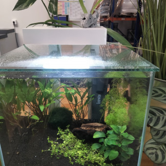 aquariophile morganediotpgm