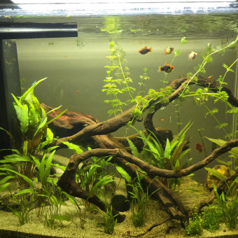 aquariophile Choptee