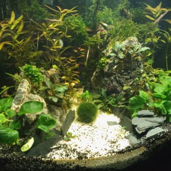 aquariophile Melaenboite09