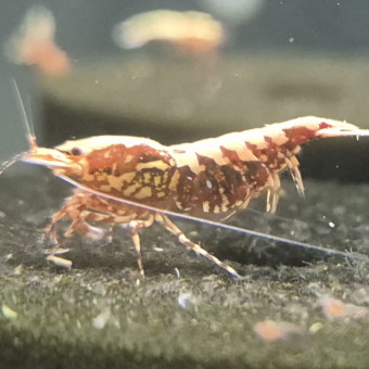 aquariophile anthony-69