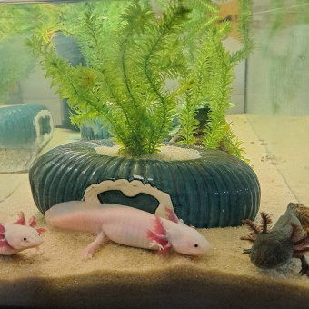 aquariophile EloLudo