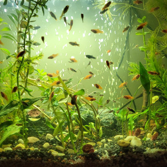 aquariophile trajkovic
