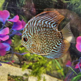 aquariophile Johndusud
