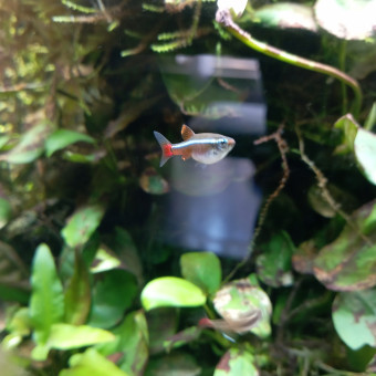aquariophile lylajo